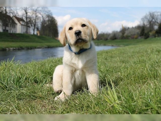 Süße Labrador Welpen mit Papieren