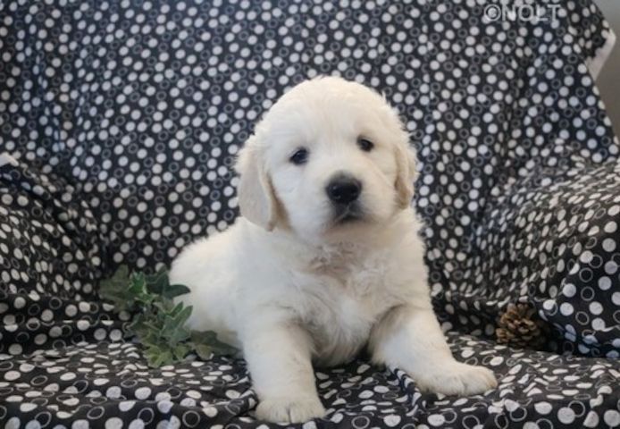 Golden Retriever Welpen suchen Ihre Familie  Welpen mit Ahnentafel