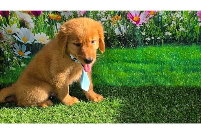 Golden Retriever Welpen suchen Ihre Familie  Welpen mit Ahnentafel