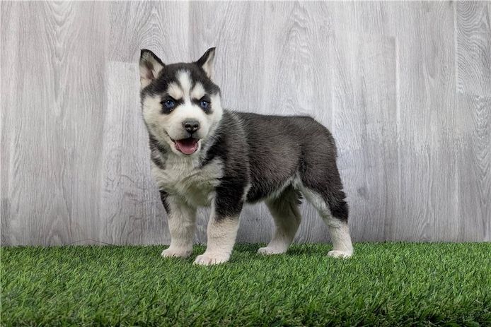 Reinrassige Siberian Husky Welpen mit Blauen und Braunen Augen ein neues und nettes Zuhause.