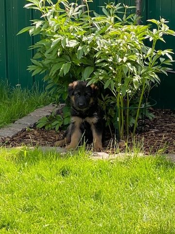 Deutsche Schäferhund Welpen.