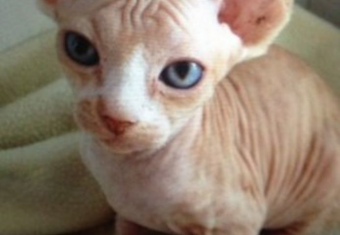 Sphynx-Kätzchen (Männchen und Weibchen)