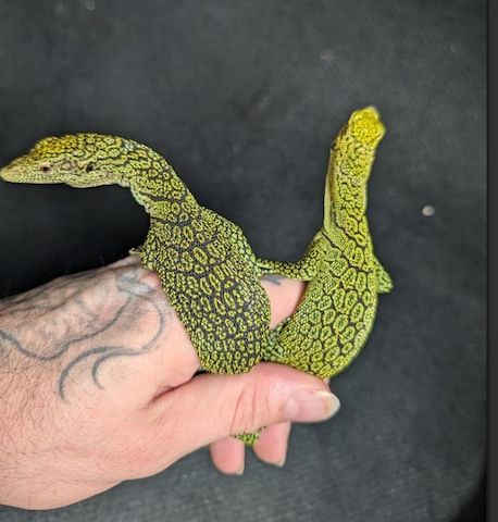 BIETE Varanus kordensis 0.0.2*