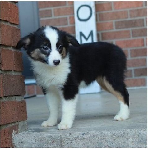 Reinrassige Australian Shepherd Welpen