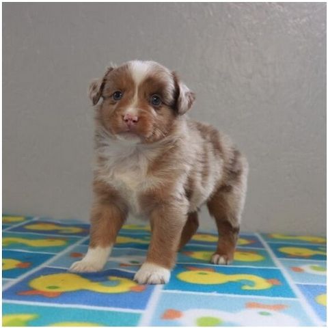 Reinrassige Australian Shepherd Welpen