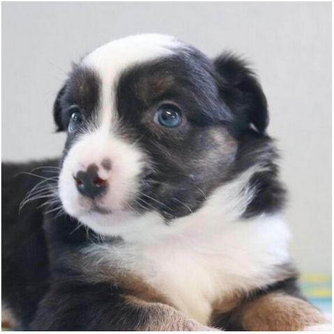 Reinrassige Australian Shepherd Welpen