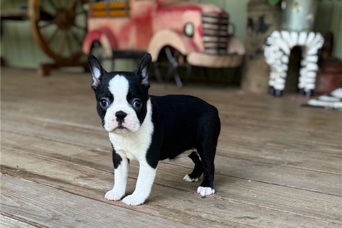 Reinrassige Boston Terrier Welpen