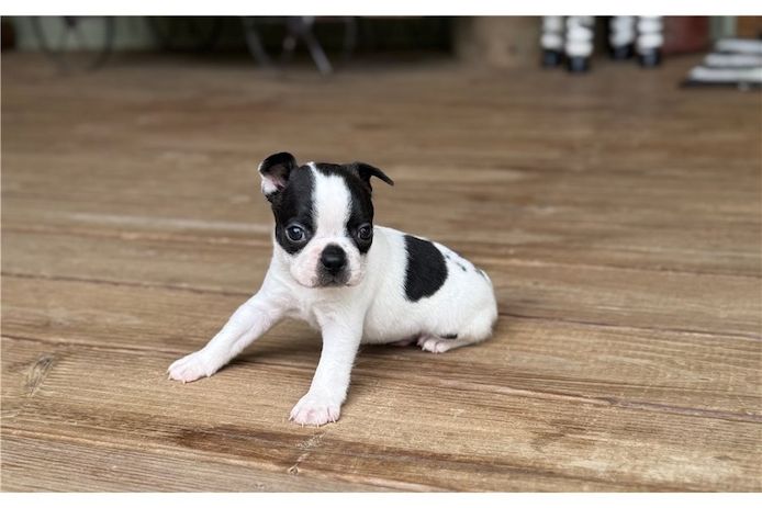 Reinrassige Boston Terrier Welpen