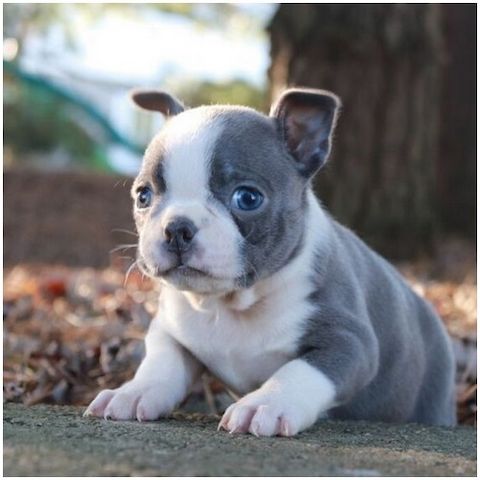 Reinrassige Boston Terrier Welpen