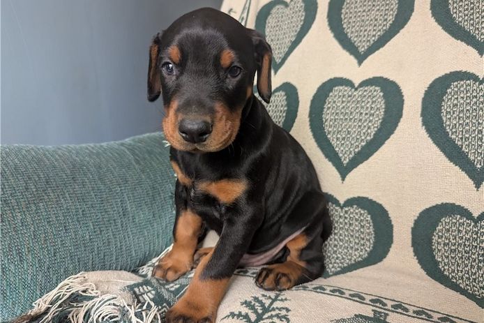 Reinrassige dobermann welpen