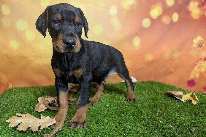 Reinrassige dobermann welpen
