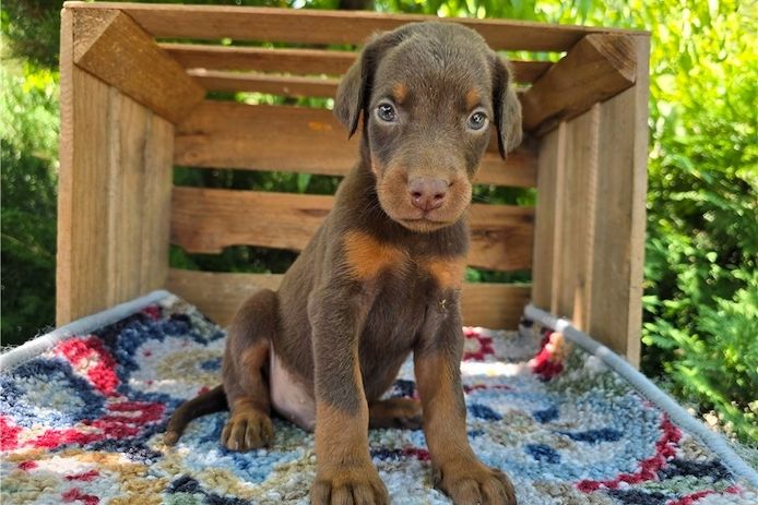 Reinrassige dobermann welpen