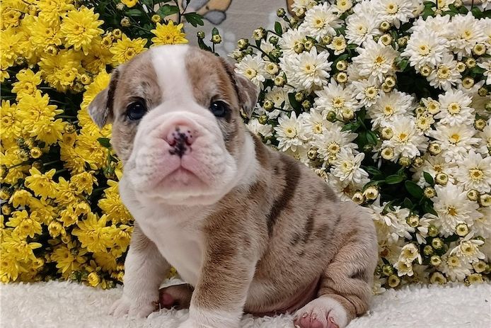 Reinrassige Englische Bulldoggen welpen