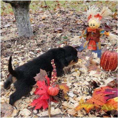 Reinrassige Rottweiler-welpen