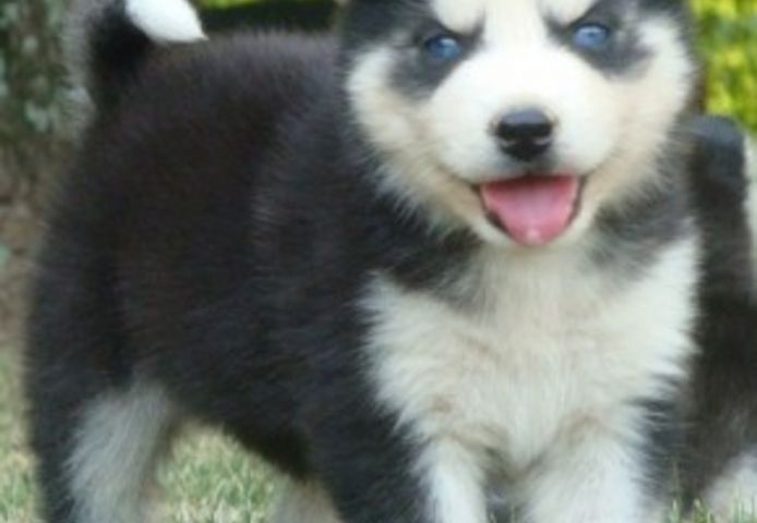 Siberian-Husky-Welpen