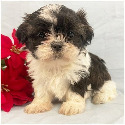 Reinrassige shih tzu welpen