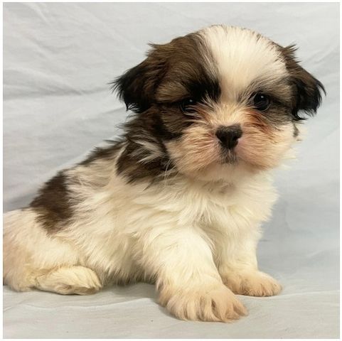Reinrassige shih tzu welpen