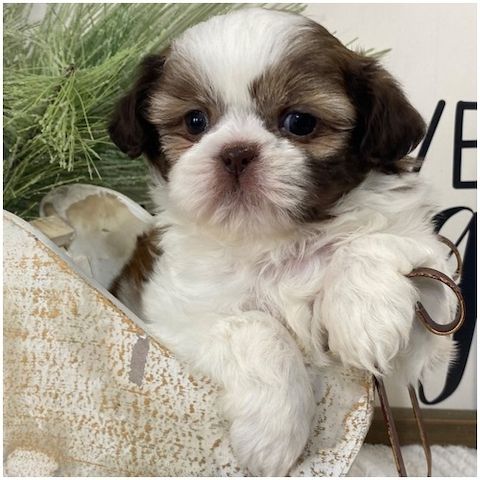 Reinrassige shih tzu welpen