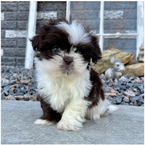Reinrassige shih tzu welpen