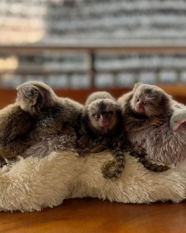 Marmosetten (Krallenaffen)