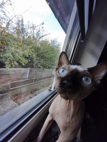 Reinrassiger Sphynx Kater mit blauen Augen