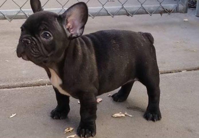 Französische Bulldoggenwelpen, ab heute verfügbar!
