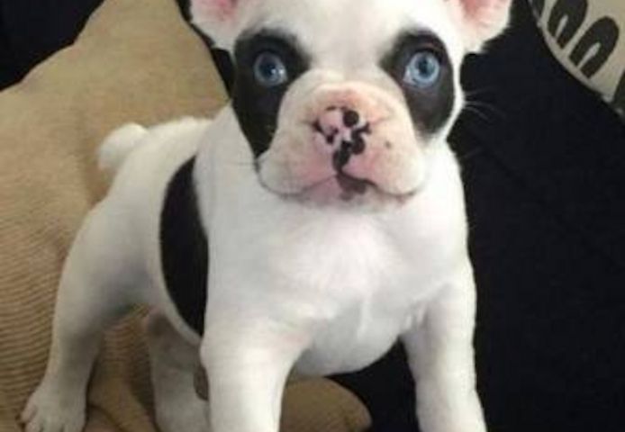 Französische Bulldoggenwelpen, ab heute verfügbar!