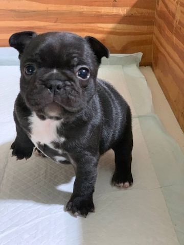 Französische Bulldoggen welpen, ab heute verfügbar