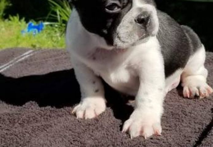 Französische Bulldoggen welpen, ab heute verfügbar