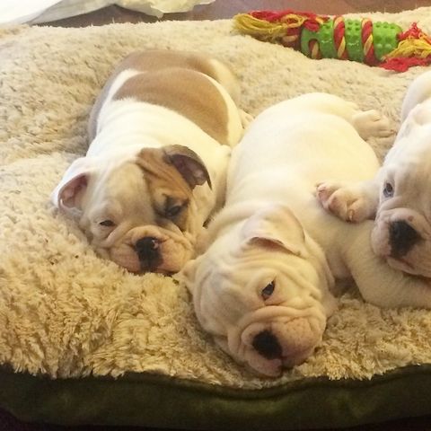 🐾 Englische Bulldoggen-Welpen 🐾