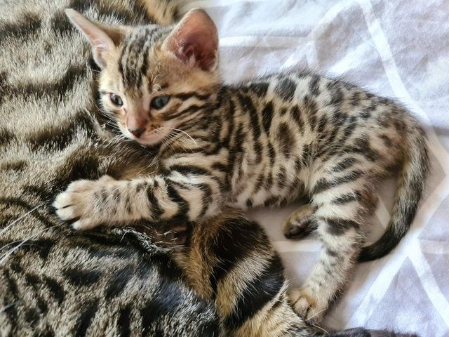 Reinrassige Bengal Katzen