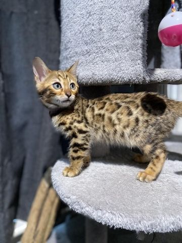 Reinrassige Bengal Katzen