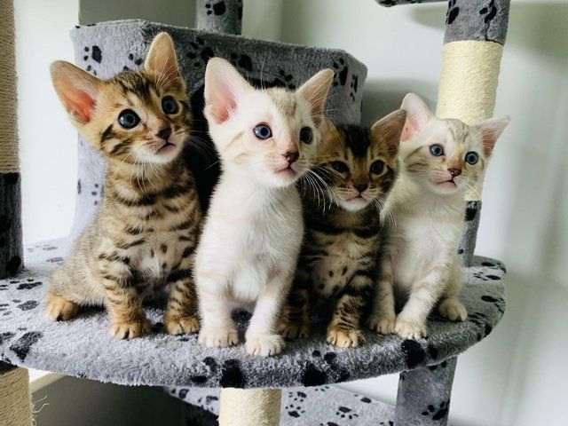 Reinrassige Bengal Katzen