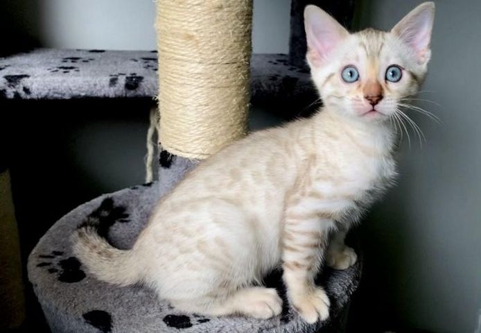 Reinrassige Bengal Katzen
