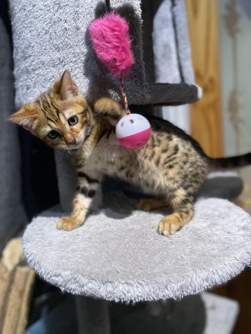 Reinrassige Bengal Katzen