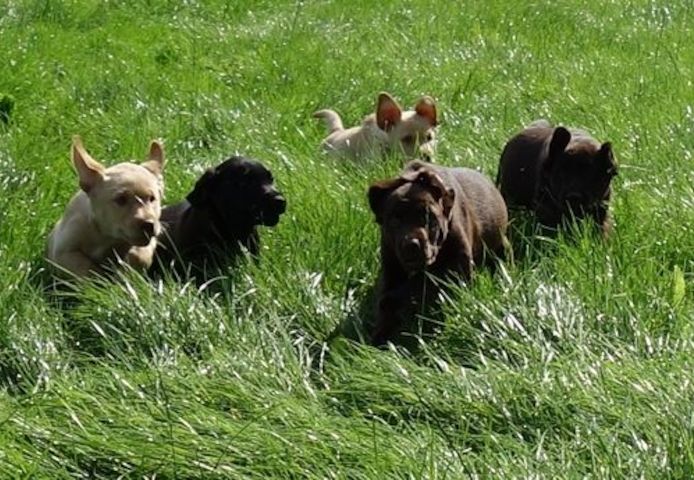Exclusive Labrador Welpen mit Papieren