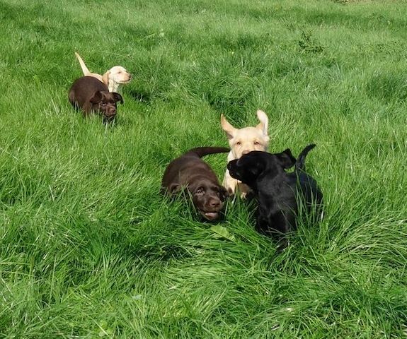 Exclusive Labrador Welpen mit Papieren