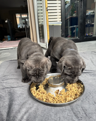 Welpen der Rasse Mastino Napoletano zu verkaufen.