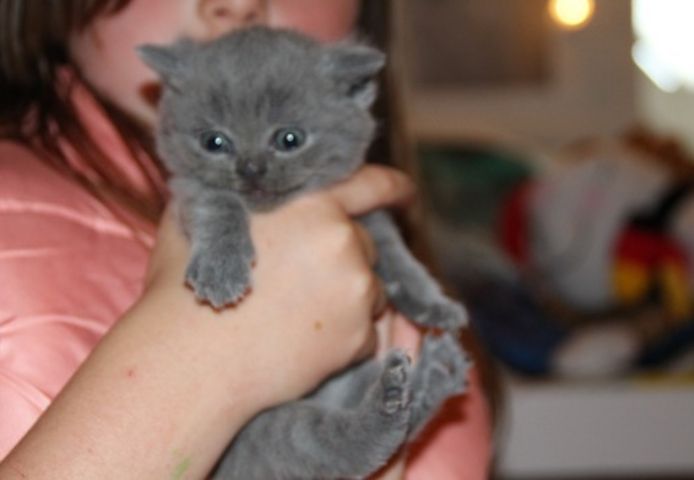 BKH Katzenbabys