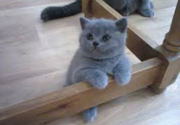 BKH KITTEN (Baby Britisches Kurzhaar Kätzchen)