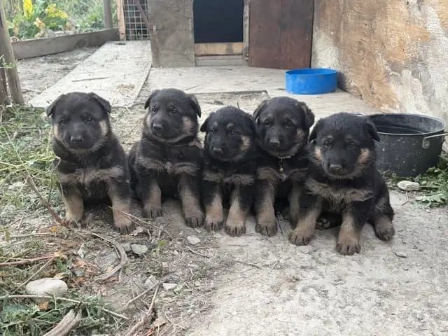 Shar-Pei-Welpen in Deutschland