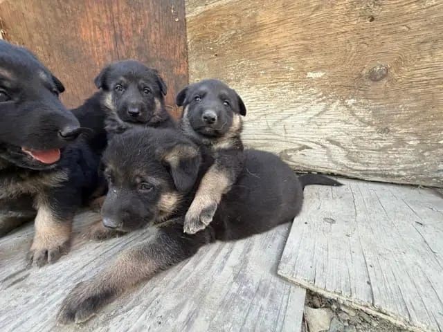 Shar-Pei-Welpen in Deutschland