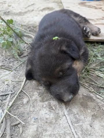 Shar-Pei-Welpen in Deutschland