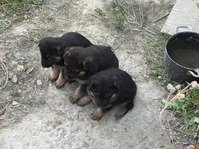 Shar-Pei-Welpen in Deutschland