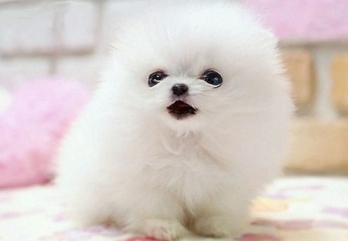 Pomeranian zwergspitz welpen suchen ein neues zuhause