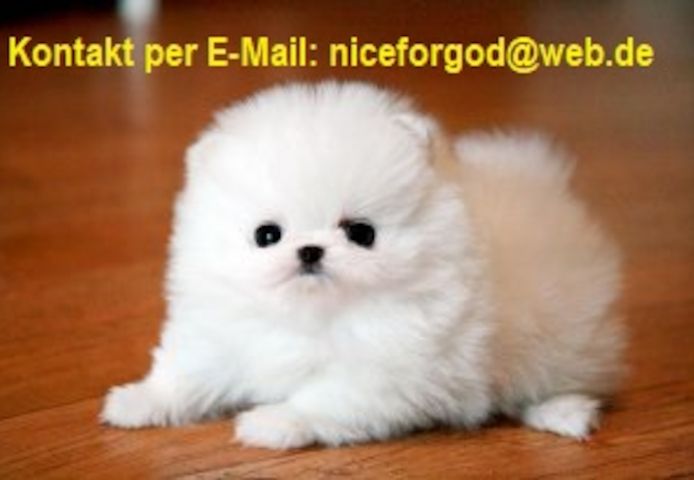 Zwergspitz  Pomeranian-Welpen verfügbar