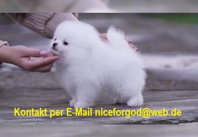Zwergspitz Pomeranian-Welpen mit Stammbaum bereit