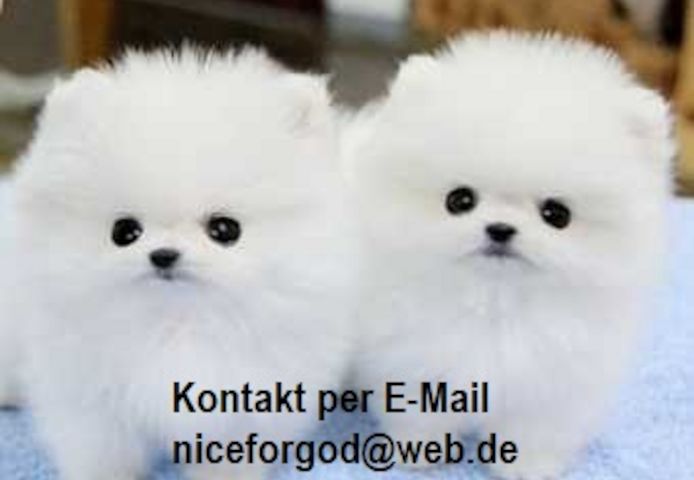 Pomeranian Zwergspitz Welpen ZUM VERSCHENKEN