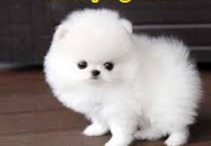 Wunderschöne Zwergspitz Pomeranian-Welpen