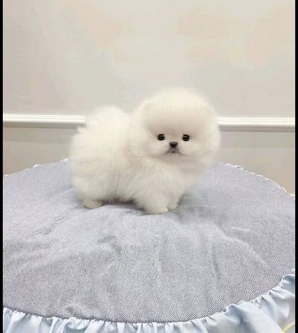 Reinrassige Pomeranian welpen